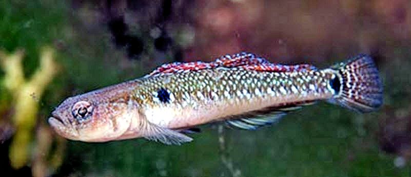 Gobiusculus flavescens_321